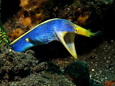 Eel Jaw