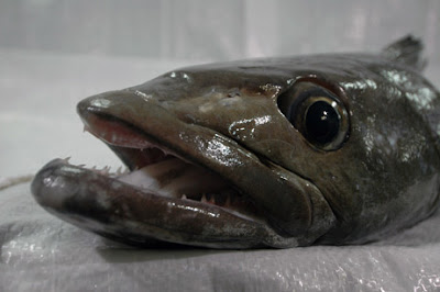 bass sea toothfish chilean patagonian fish pdf marketing sell team mero many author