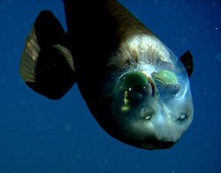 Barreleyes - The Fish With The See Through Head