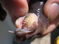 Hagfish - Eats corpses from the inside out