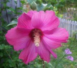 Bright Red Rose Of Sharons To Attract Hummingbirds!