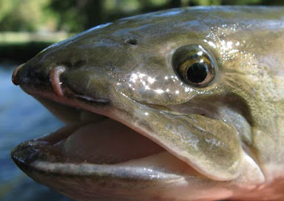 Freshwater+dogfish+pictures