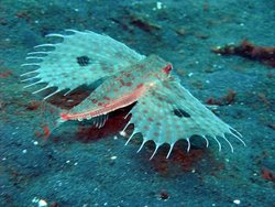 Oriental Flying Gurnard