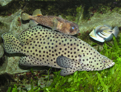 Wasp Grouper