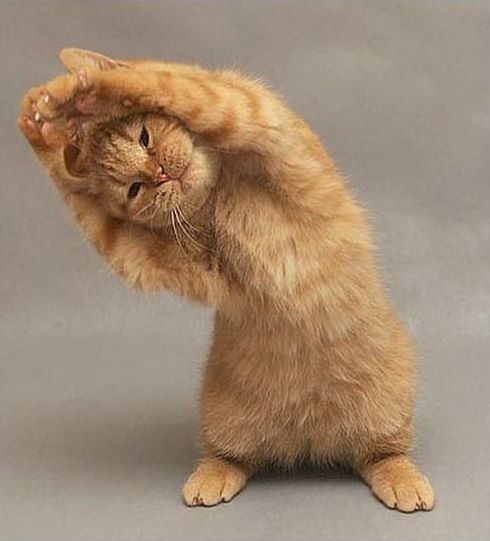 [yoga+cat.jpg]