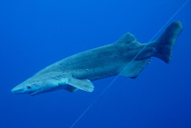 Fish Index: Prickly Shark (Echinorhinus cookei)