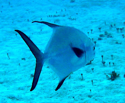 The Permit Fish or Trachinotus