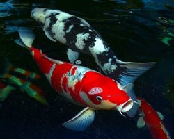 Koi Fish For Your Backyard