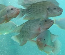 Nile Tilapia - Most Widely Domesticated Fish In The World