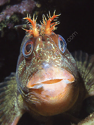 Jewel Algae Blenny
