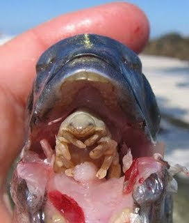 Weever Fish Sting