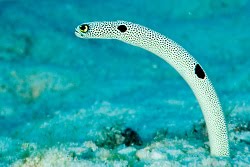 Garden Eel, The Fish Designed To Look Like Seaweed