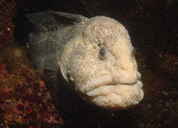 Wolf Eel, The Fish With The Human Face