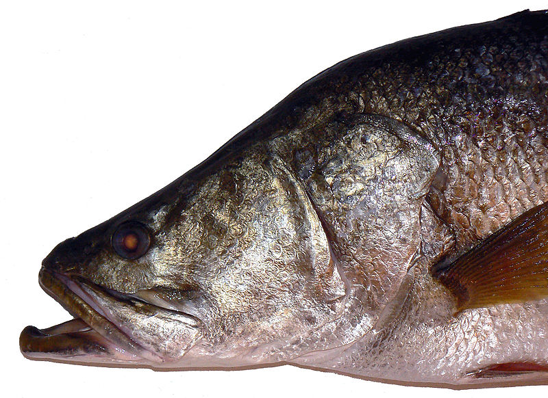 Fish Index: Nile Perch Lates niloticus