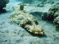 Crocodilefish