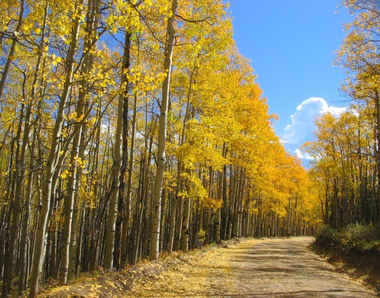 [fall-foliage3.jpg]