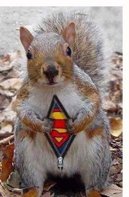 [supersquirrel-superman-squirrel.jpg]