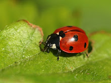 Ladybird