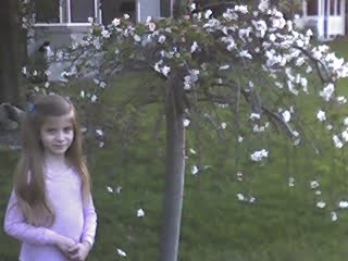 [tree_blossoms.jpeg]