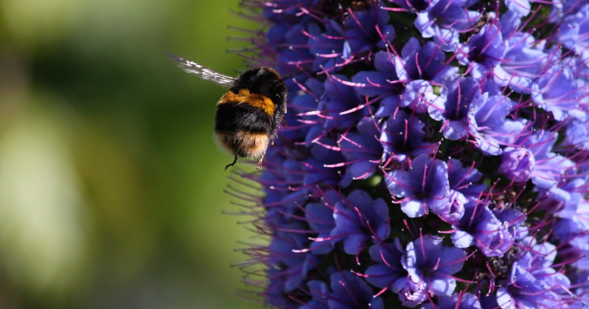 Peony Pretty Big Fluffy Bumble Bee in Tasmania