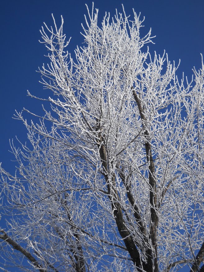 [snow+tree.jpg]