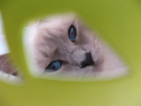 Les Cerisiers De L Aube Chats Marrants