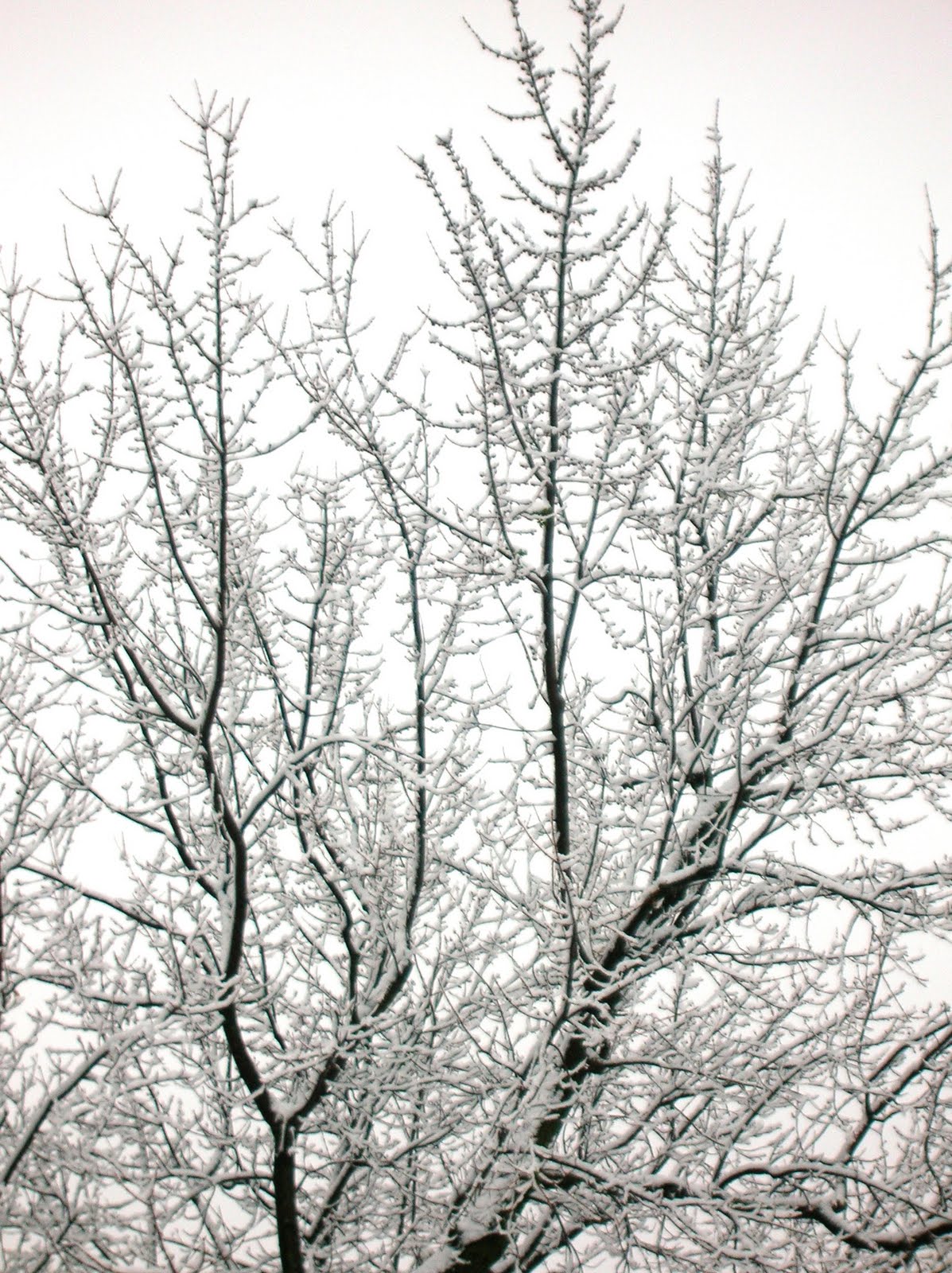 [Snow2_02.08.10.jpg]
