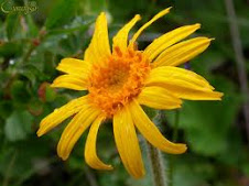 arnica  montana