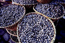 cestos  de  açai