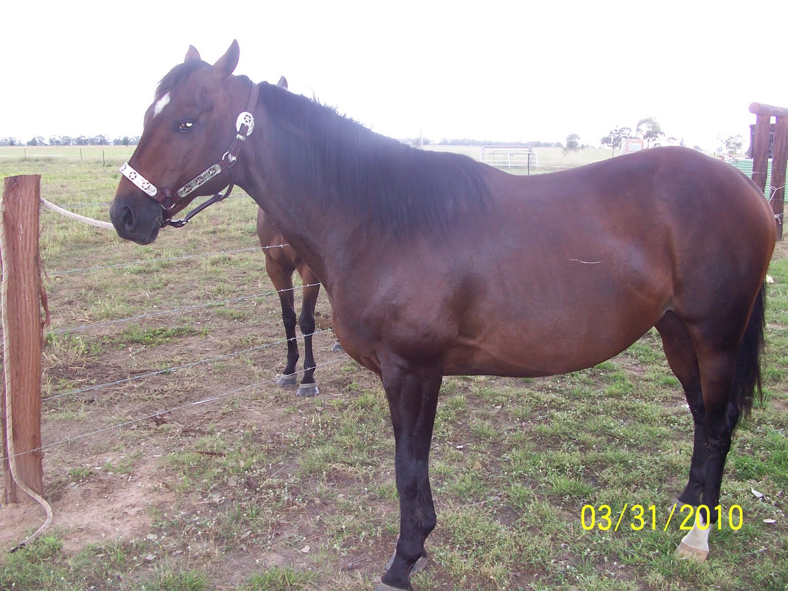 Racing Quarter Horses Hy Times Jet