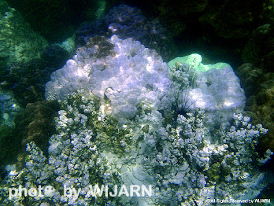 ปะการังฟอกขาว - Coral bleaching