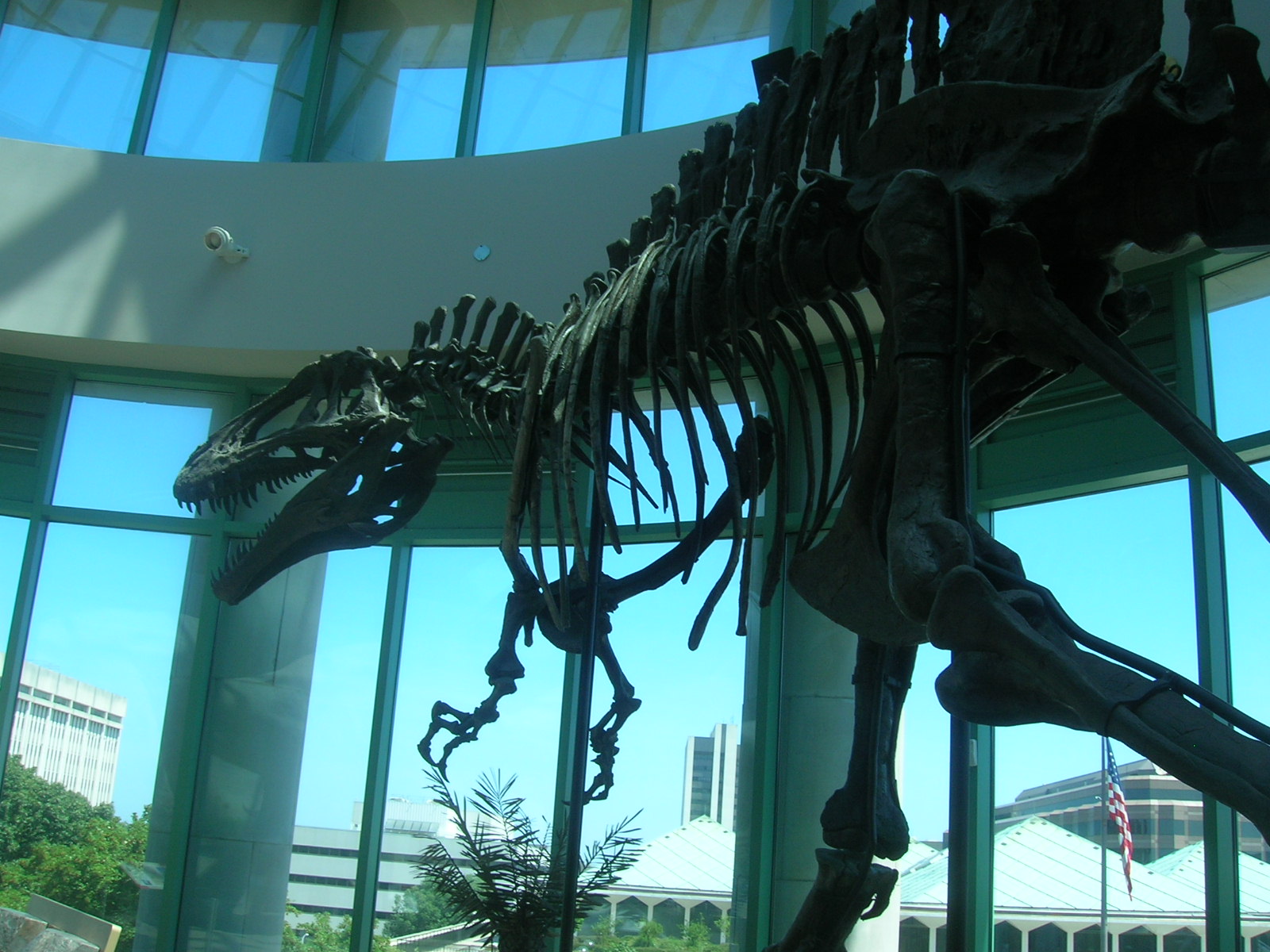 [NCMNH+Arcocanthrosaurus.JPG]