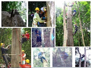 Gaharu/ Agarwood of Borneo