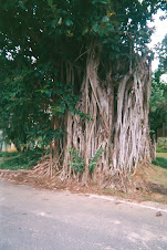 MUTILATED FICUS, WHERE ELSE?