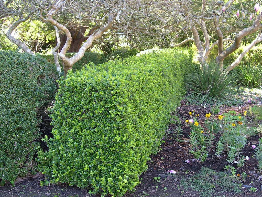 The View From Bag End Hedge Cutting