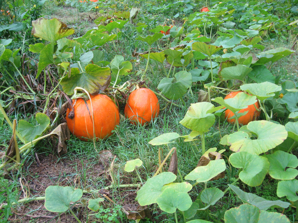 Growing A Pumkin Patch