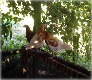 Vi har fået 7 kyllinger i vores hønsegård i år og de er allerede ved at være store