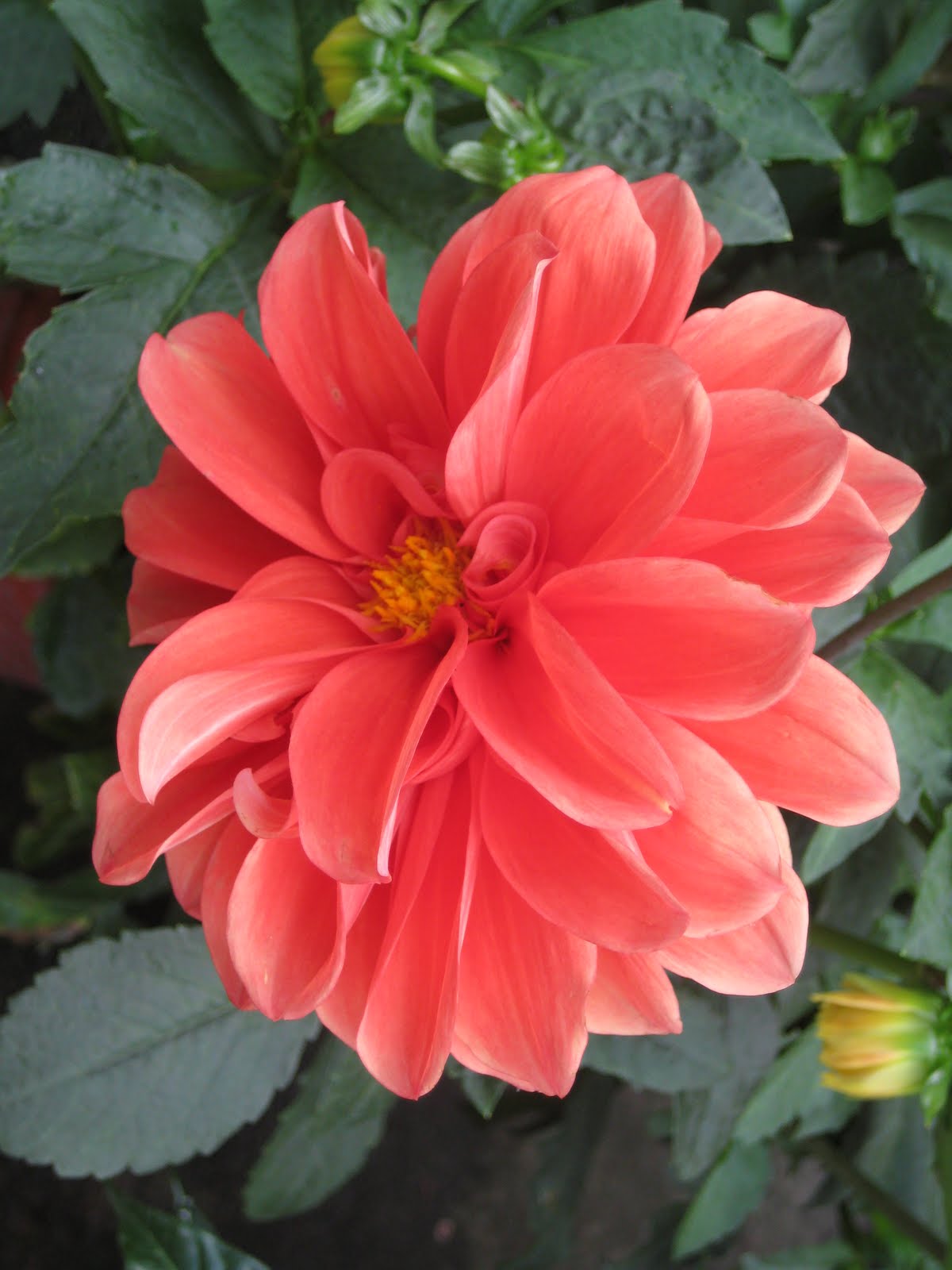 Welcome to My Blog.....!: Hiasan Bunga yang Indah