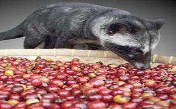 kopi luwak kopi luwak