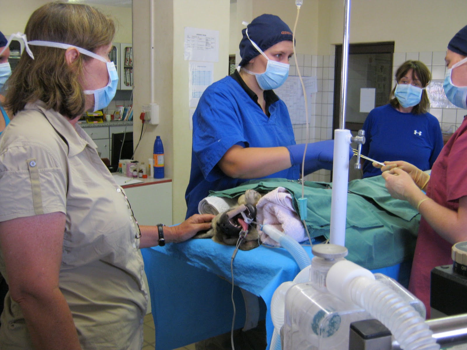 Cheetah News Puppy Sterilization Day