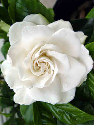 Gardenia Seeds