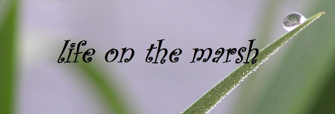 Life on The Marsh