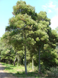 Acacia melanoxylon