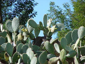 Opuntia ficus-indica