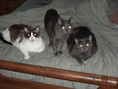 Jeff's cats:  Kramer, Ithaca and Frankie