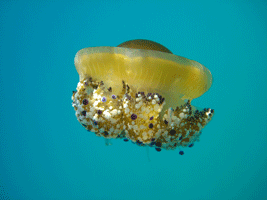 Fotografía submarina en Andalucía