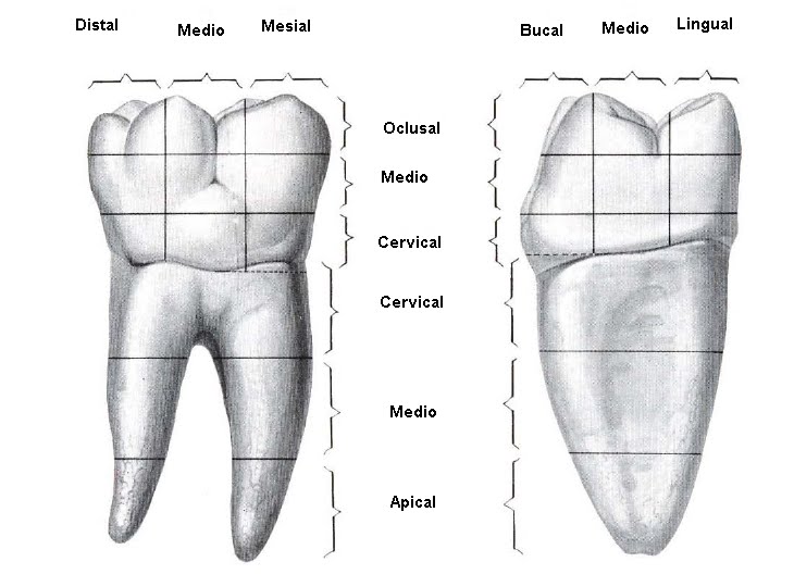 Medicina Dientes