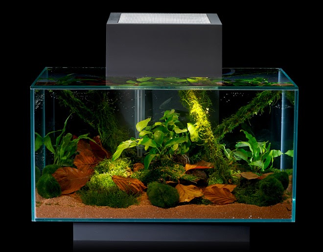 eden pets supplies & aquarium