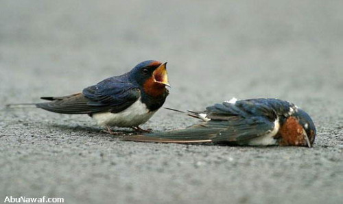[pajaro51.jpg]