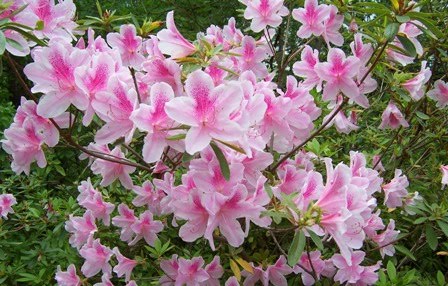 pink azaleas